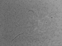 Sonne11.jpg
